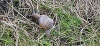PICTURES/Castle Sinclair Girnigoe/t_Snails (7).jpg